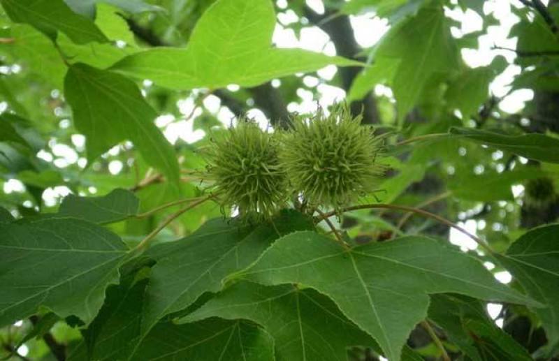 枫香种子枫香树种子绿化苗木林木苗木风景树阳台花卉