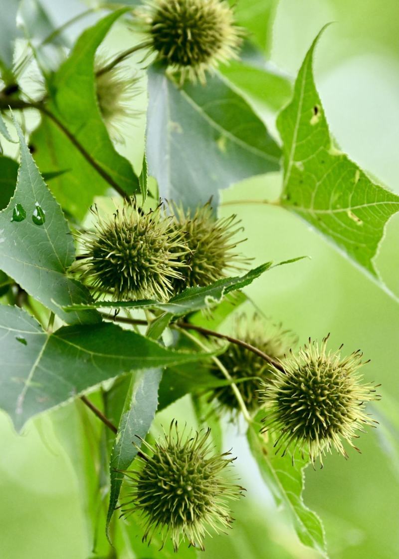 枫香种子枫香树种子绿化苗木林木苗木风景树阳台花卉