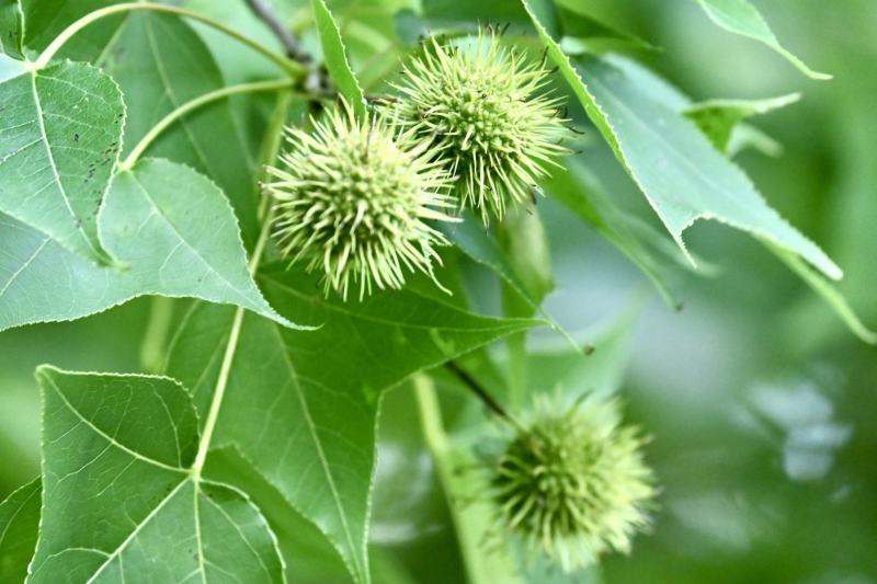枫香种子枫香树种子绿化苗木林木苗木风景树阳台花卉