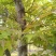 枫香种子枫香树种子绿化苗木林木苗木风景树阳台花卉