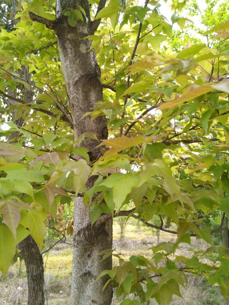 枫香种子枫香树种子绿化苗木林木苗木风景树阳台花卉