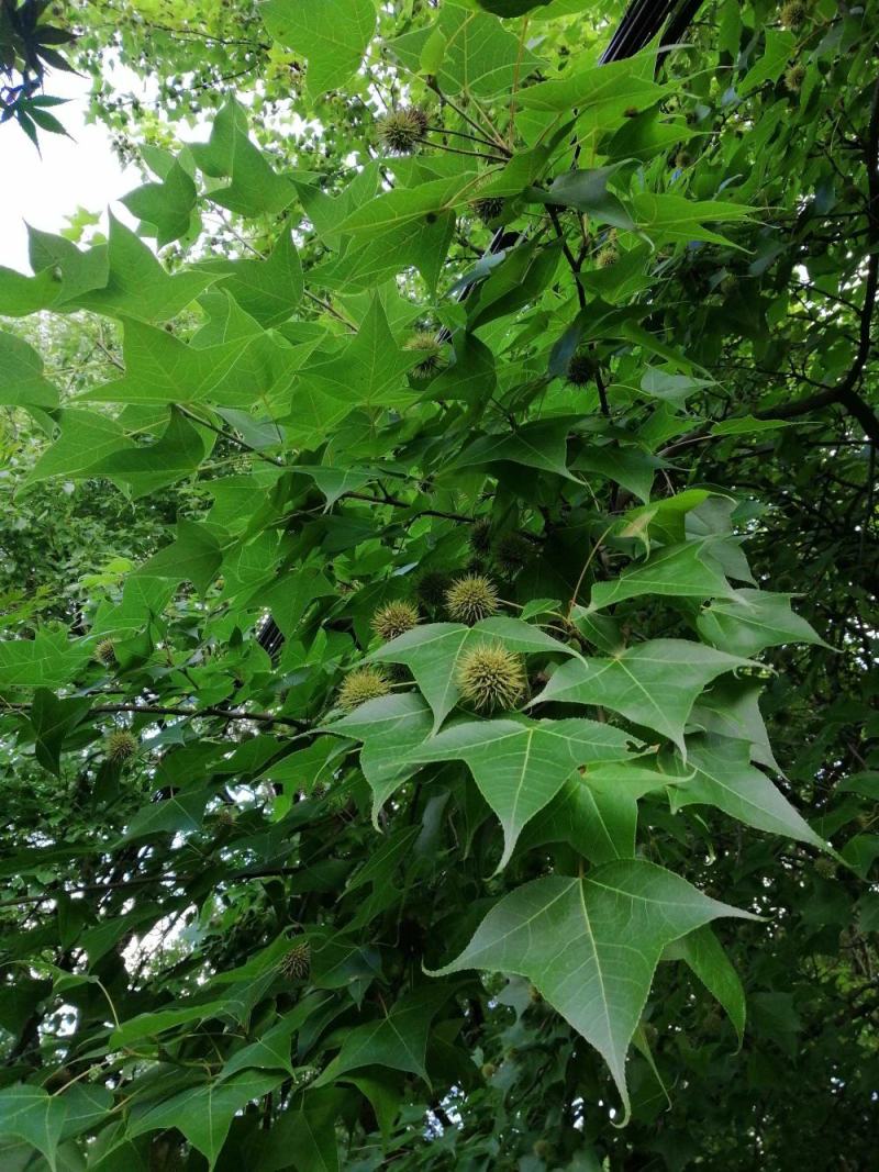 枫香种子枫香树种子绿化苗木林木苗木风景树阳台花卉