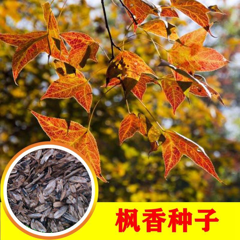 枫香种子枫香树种子绿化苗木林木苗木风景树阳台花卉