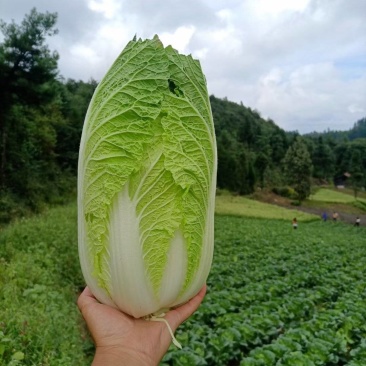 黄心白菜全国发货诚信经营货源充足优质白菜