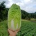 黄心白菜全国发货诚信经营货源充足优质白菜