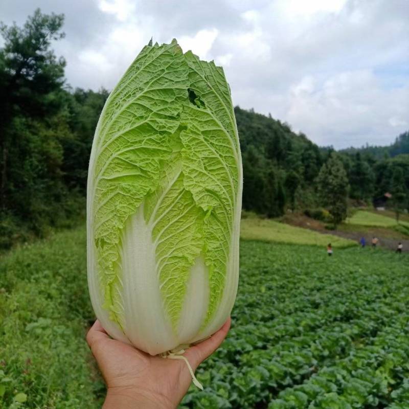 黄心白菜全国发货诚信经营货源充足优质白菜