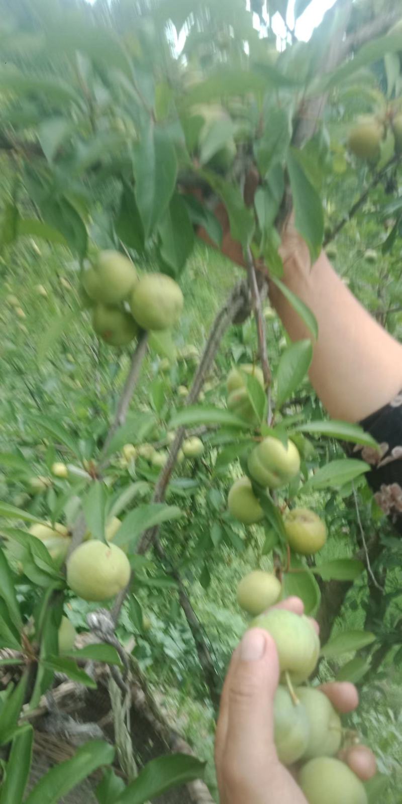 青脆李