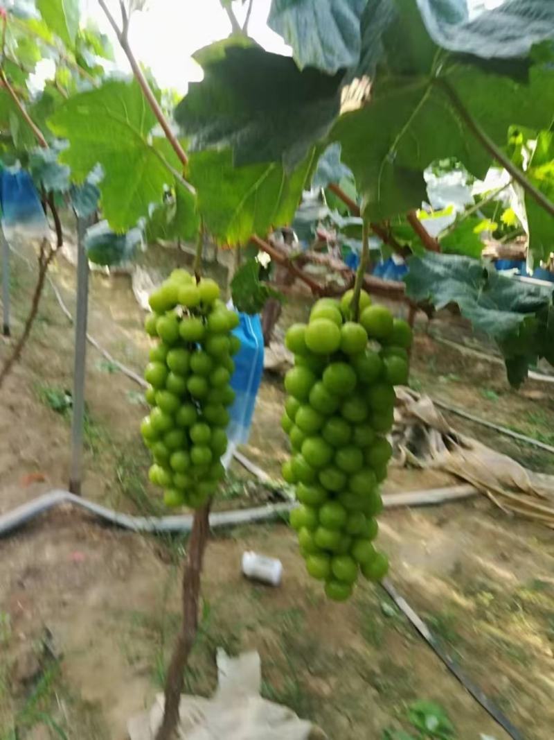 陕西省渭南市大荔县温棚阳光玫瑰上市了，颗粒大，串行紧凑