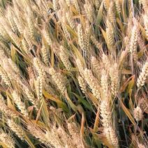 冬小麦成熟