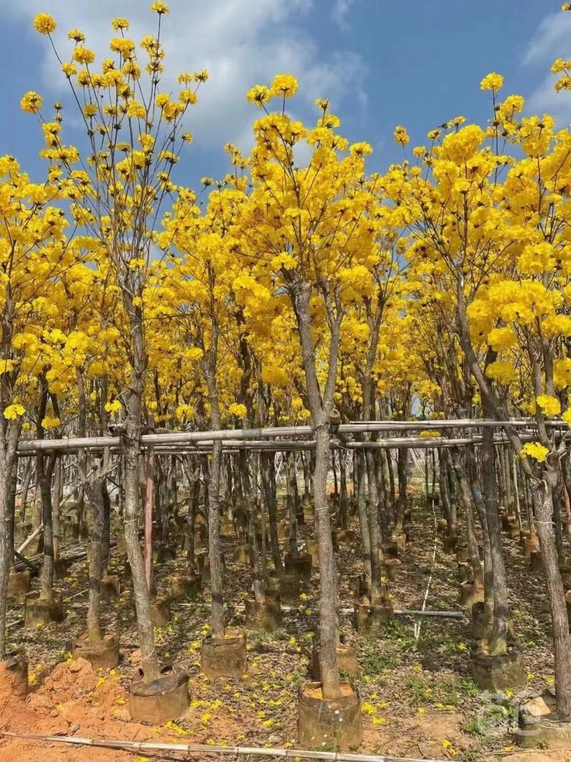 黄花风铃木大量出售