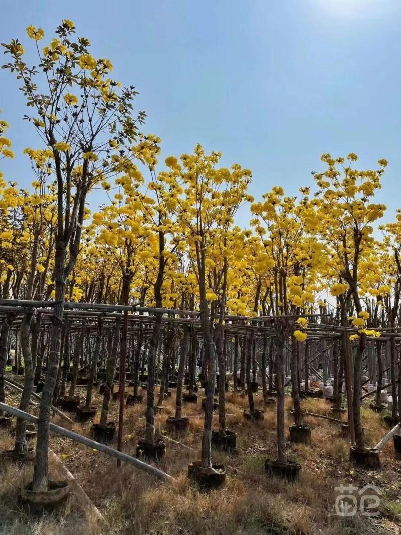 黄花风铃木大量出售