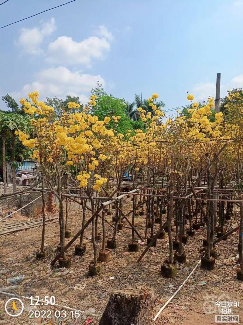 黄花风铃木大量出售