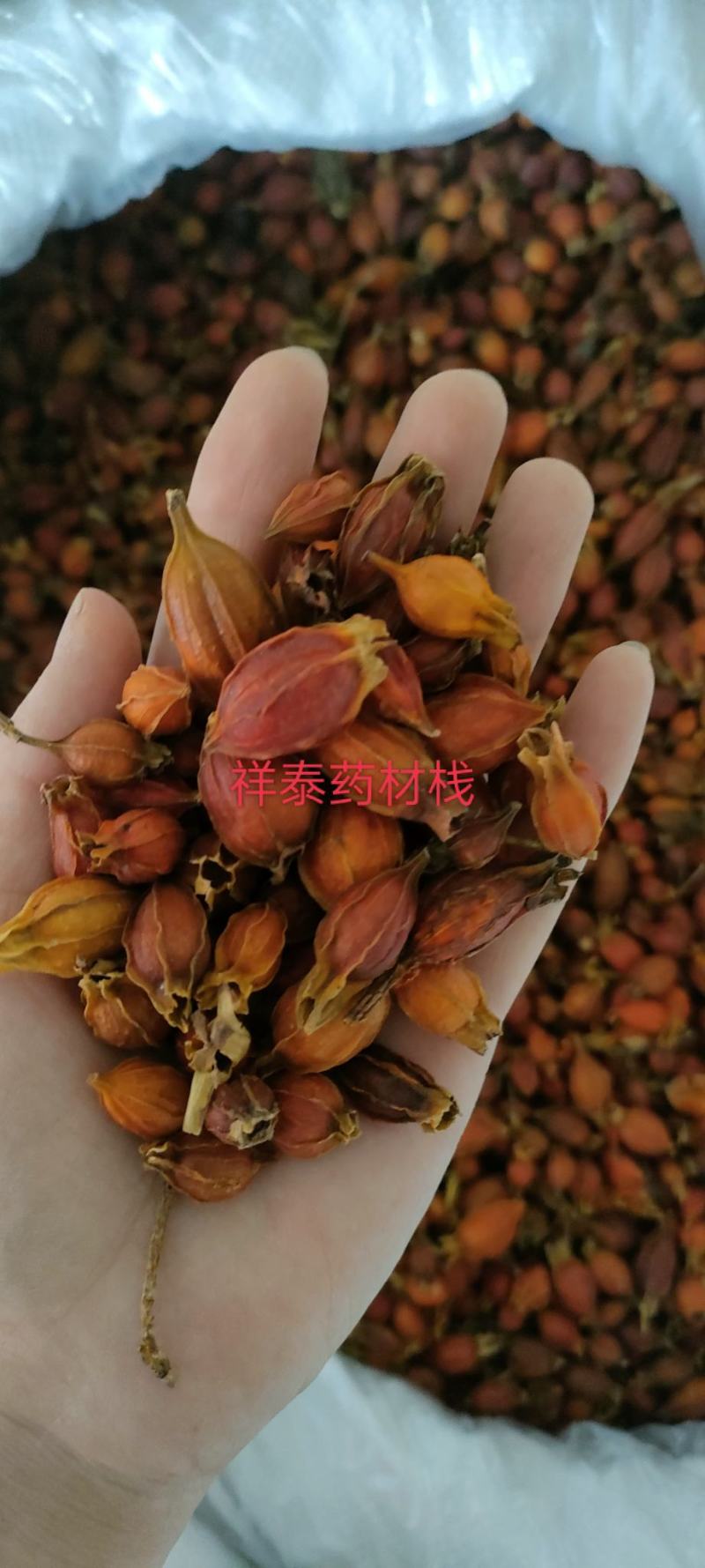 《火爆》栀子（祥泰药材栈）量大从优中药材批发零售