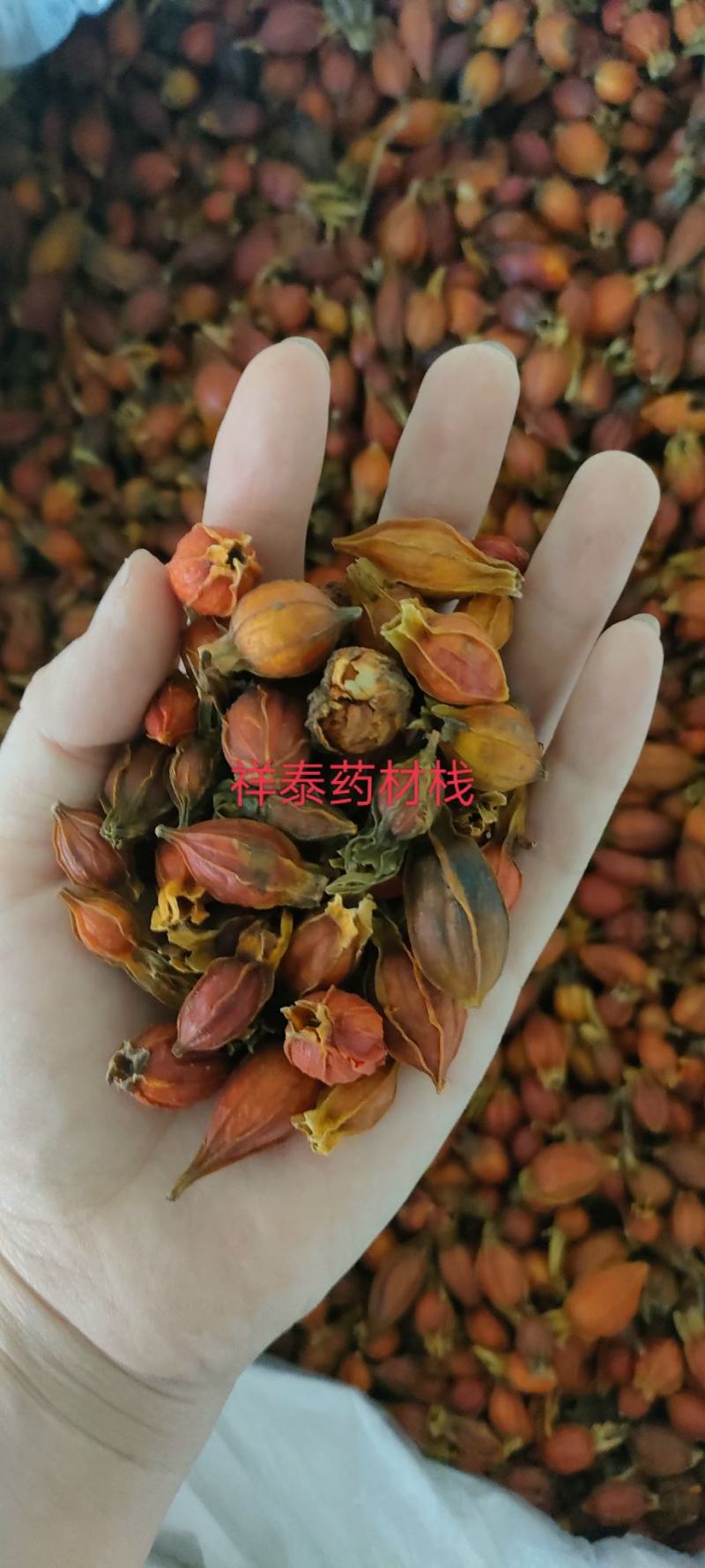 《火爆》栀子（祥泰药材栈）量大从优中药材批发零售