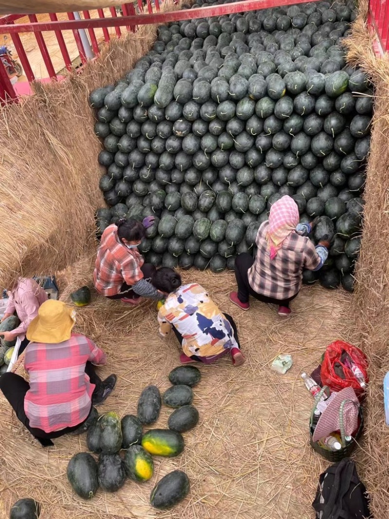 河南黑美人西瓜🍉产地一手质量保证电商优选量大价优