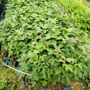 枫香工程绿化苗木树苗行道树林荫树枫香落叶乔木