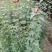 枫香工程绿化苗木树苗行道树林荫树枫香落叶乔木