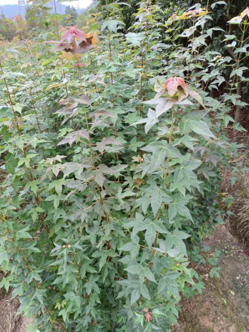枫香工程绿化苗木树苗行道树林荫树枫香落叶乔木