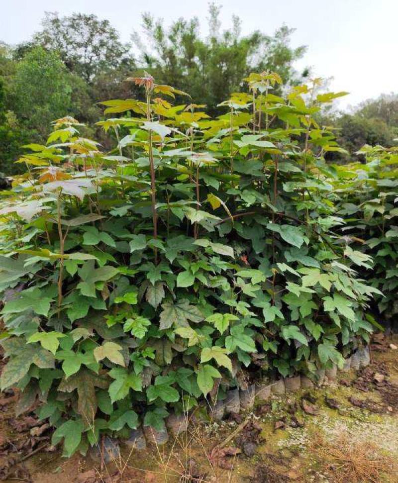 枫香工程绿化苗木树苗行道树林荫树枫香落叶乔木
