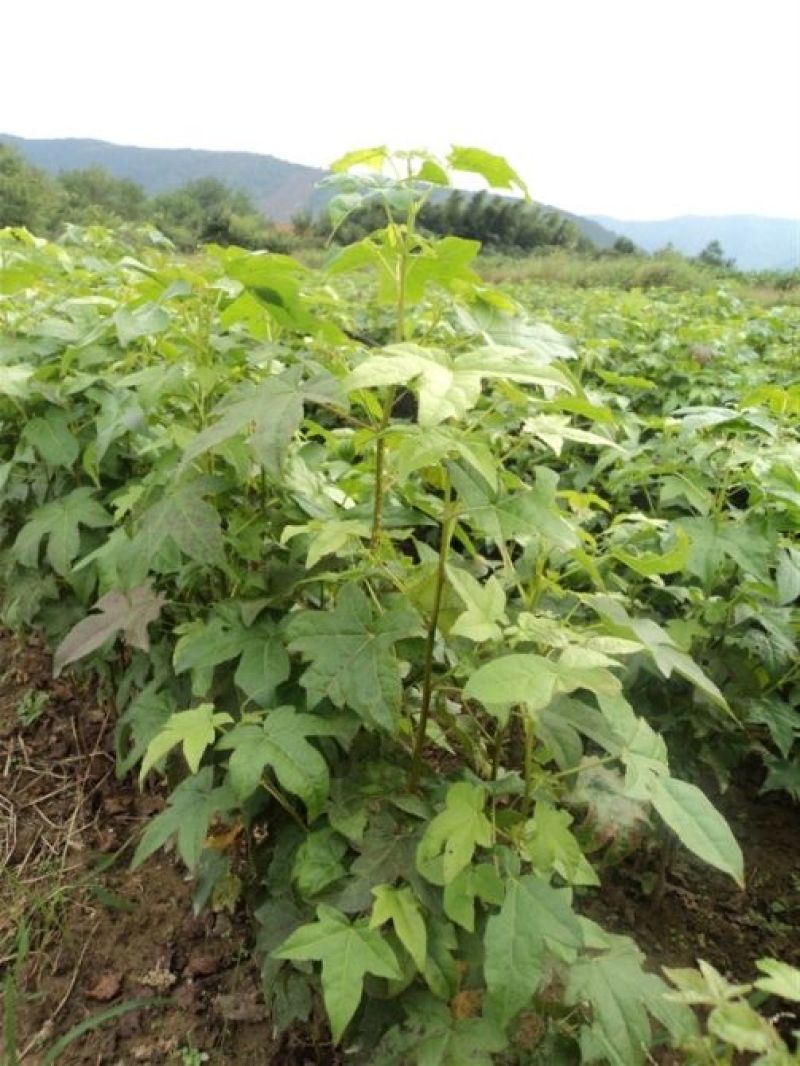 枫香工程绿化苗木树苗行道树林荫树枫香落叶乔木