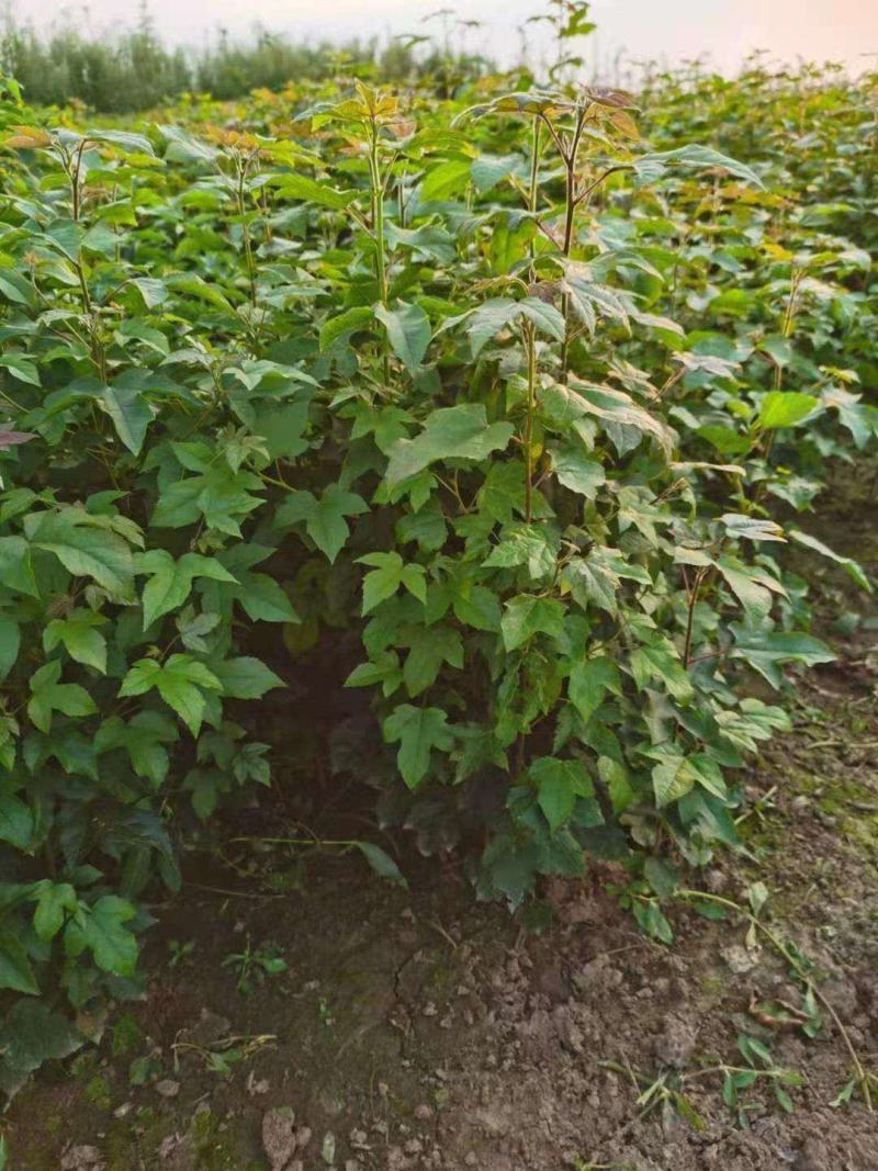 枫香工程绿化苗木树苗行道树林荫树枫香落叶乔木