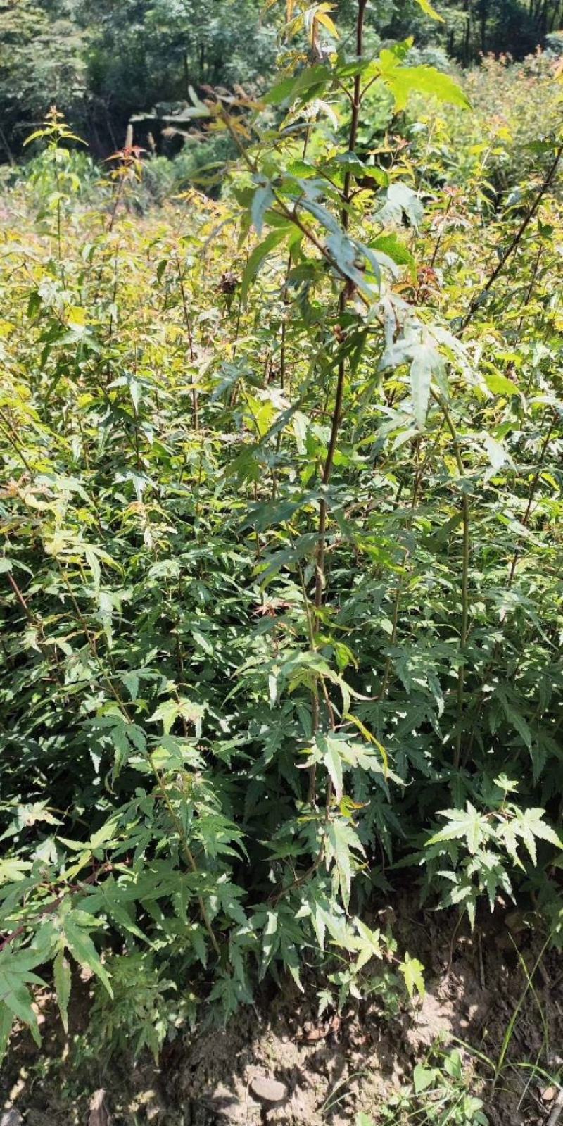 枫香工程绿化苗木树苗行道树林荫树枫香落叶乔木