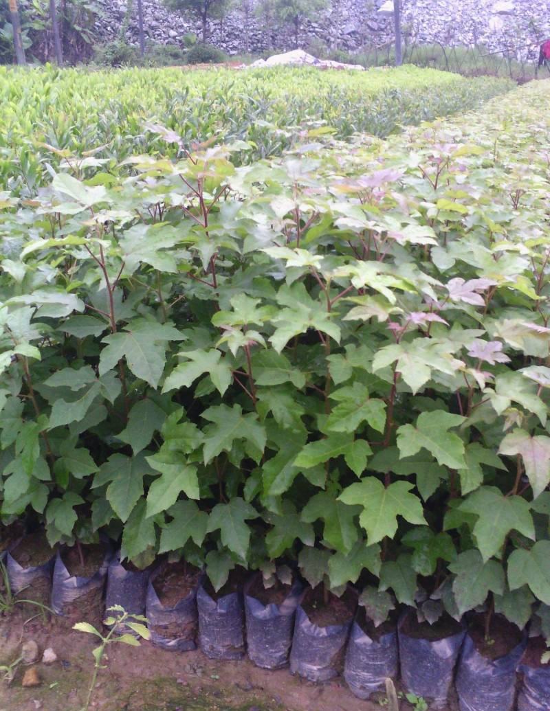 枫香工程绿化苗木树苗行道树林荫树枫香落叶乔木