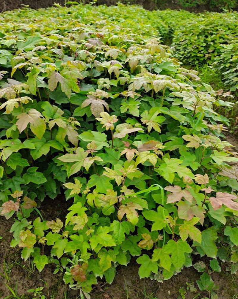 枫香工程绿化苗木树苗行道树林荫树枫香落叶乔木
