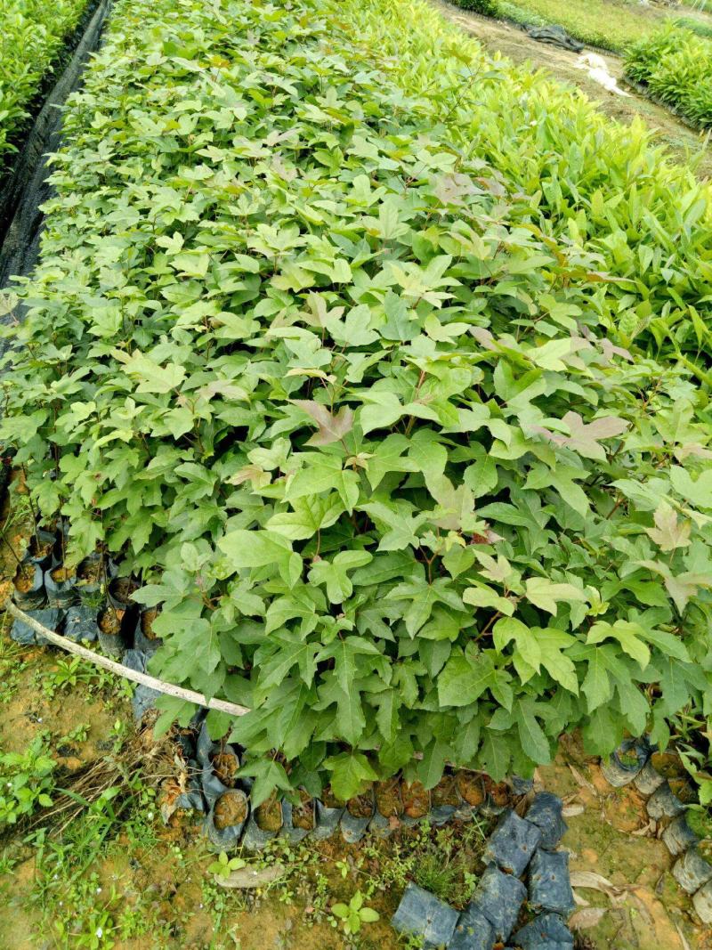 枫香工程绿化苗木树苗行道树林荫树枫香落叶乔木
