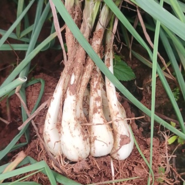 江西藠头