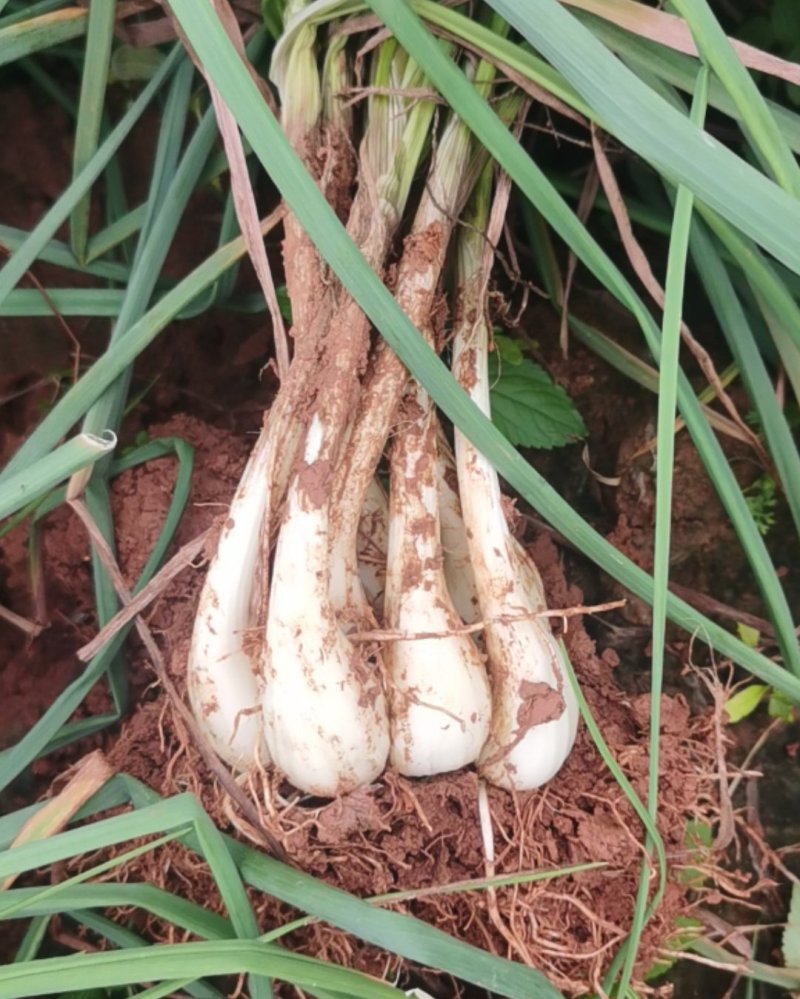 江西藠头