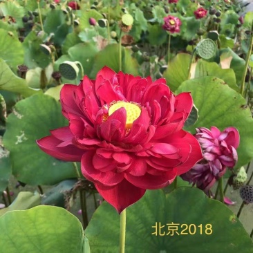 白洋淀野生红莲，普通荷花，深水荷花，精品荷花，各种荷花苗