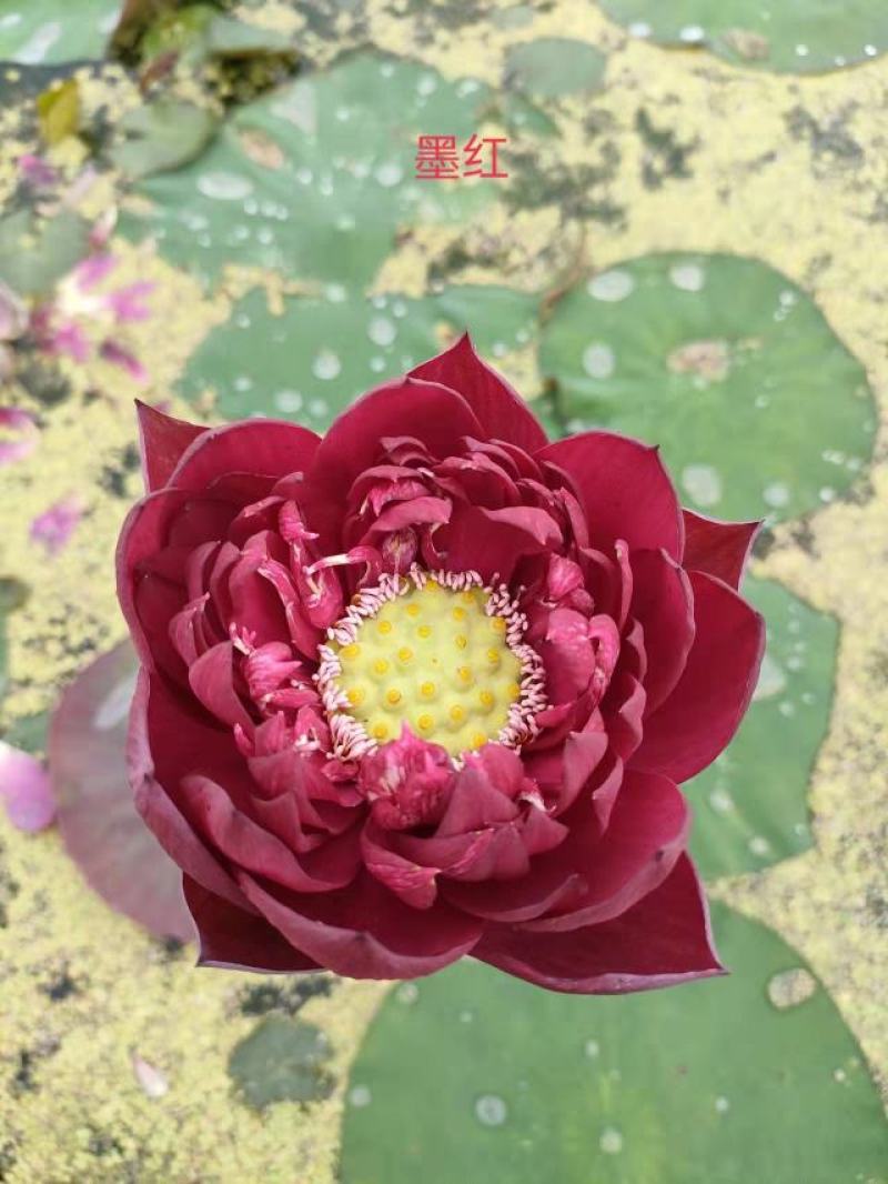 白洋淀野生红莲，普通荷花，深水荷花，精品荷花，各种荷花苗