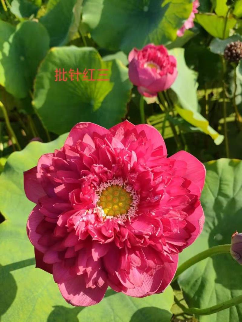 白洋淀野生红莲，普通荷花，深水荷花，精品荷花，各种荷花苗
