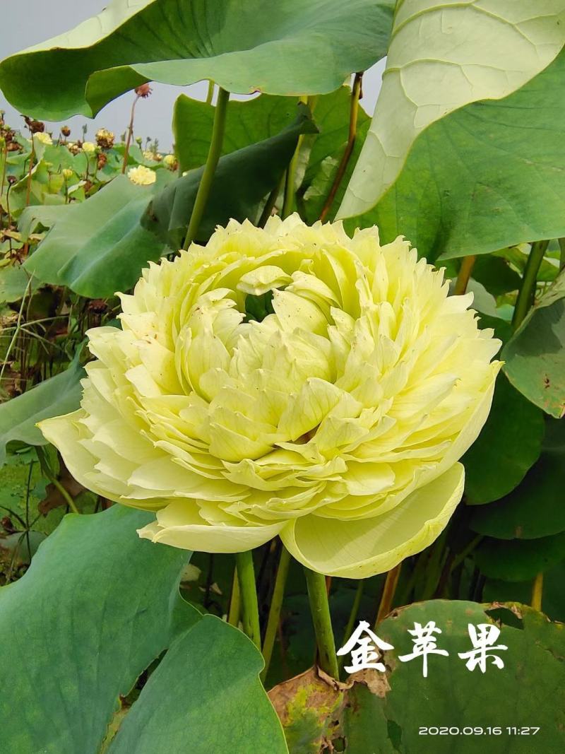 白洋淀野生红莲，普通荷花，深水荷花，精品荷花，各种荷花苗