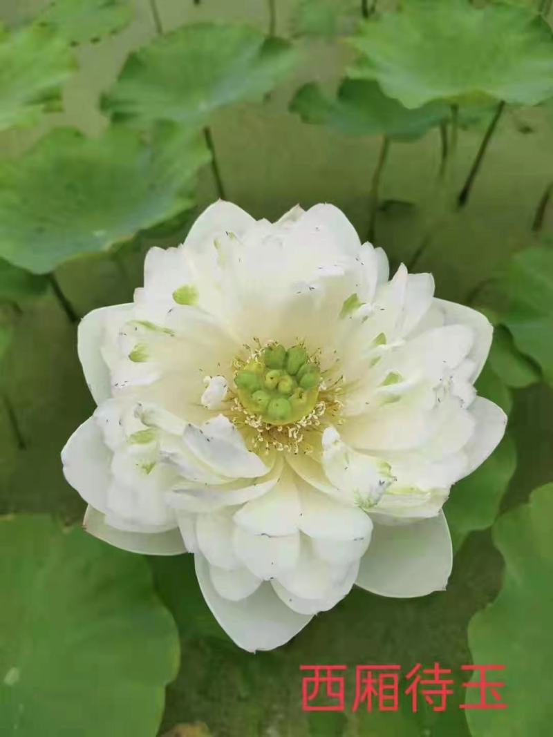 白洋淀野生红莲，普通荷花，深水荷花，精品荷花，各种荷花苗