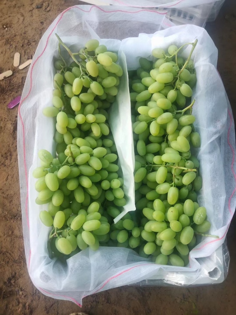 河北葡萄，精品葡萄白玛奶一手货源视频看货品质保证