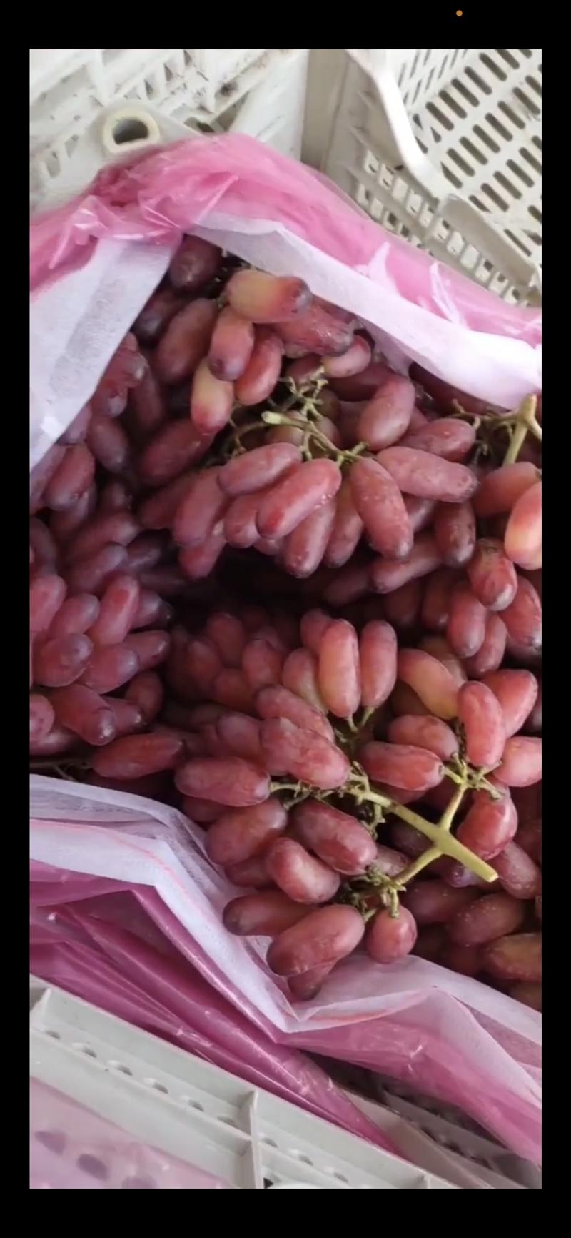 河北葡萄，精品美人指葡萄，一手货源视频看货品质保证