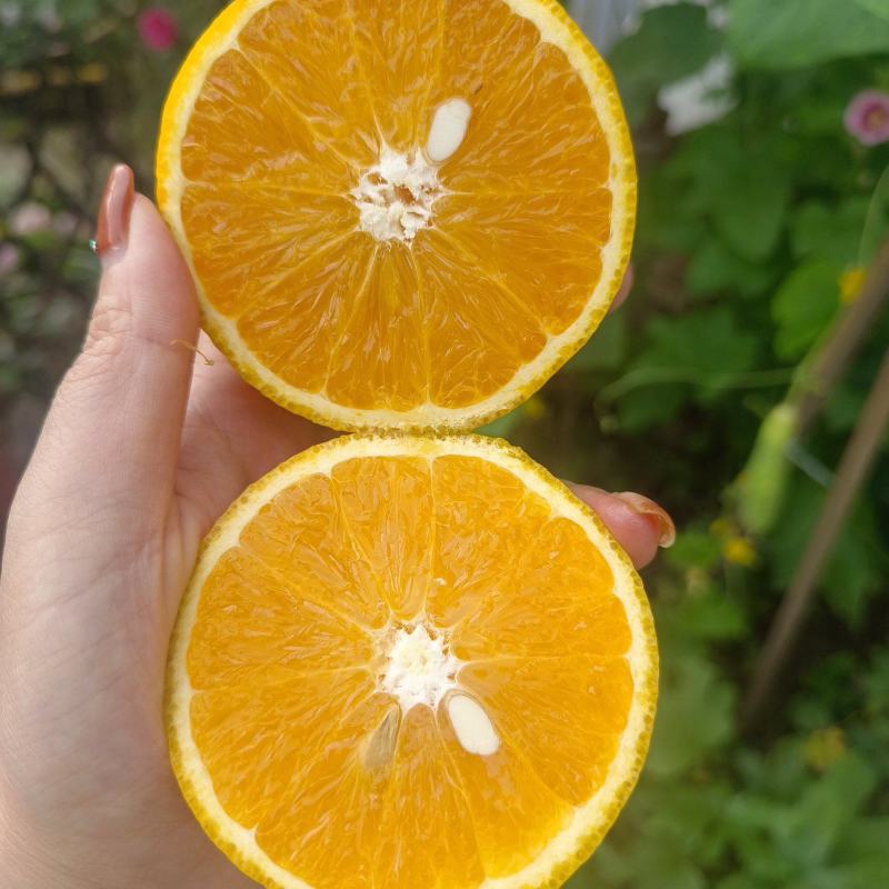 秭归夏橙（米奈），清香浓郁，皮薄果面靓，产地直供，现摘