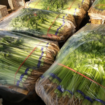 山芹香芹小香芹新鲜蔬菜大量批发产地直销