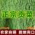 农家自产正宗无叶特级贡菜新鲜苔菜农家士特产无叶贡菜一斤包