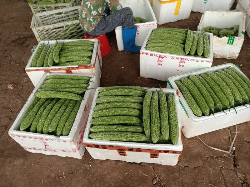 精品青油苦瓜，标准电商货，自已基地直供。日供十吨左右。