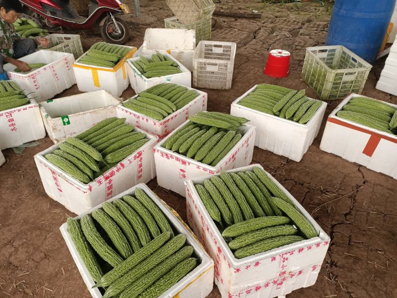 精品青油苦瓜，标准电商货，自已基地直供。日供十吨左右。