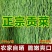 农家自产正宗无叶特级贡菜新鲜苔菜农家士特产无叶贡菜一斤包
