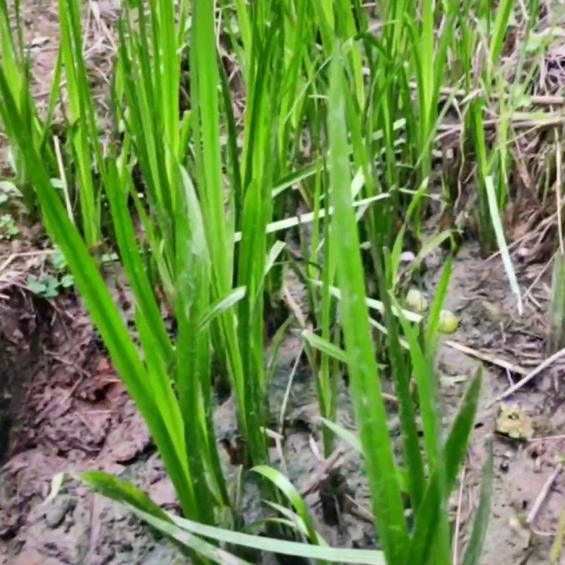 成都本地菖蒲苗
