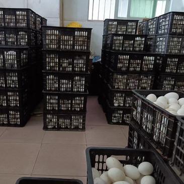 常年供应，土鹅蛋，双黄鹅蛋，狮头鹅蛋，商品蛋大量批发