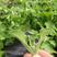 水晶冰菜种子四季阳台盆栽原装冰草种子养生特色有机栽培蔬菜