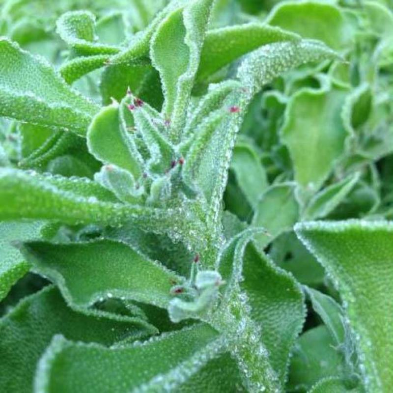 水晶冰菜种子四季阳台盆栽原装冰草种子养生特色有机栽培蔬菜
