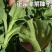 水晶冰菜种子四季阳台盆栽原装冰草种子养生特色有机栽培蔬菜