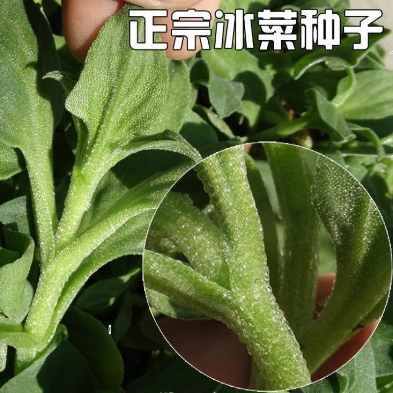 水晶冰菜种子四季阳台盆栽原装冰草种子养生特色有机栽培蔬菜